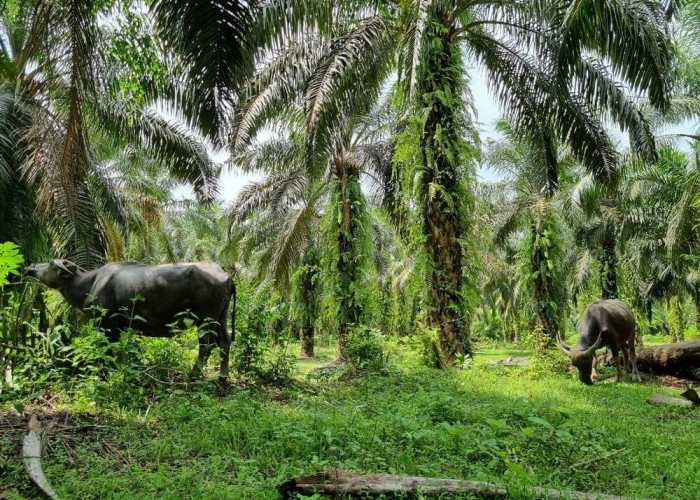 Aneh Tapi Nyata! Harga Sawit di Pabrik Bengkulu Selatan Lebih Murah dari RAM Seluma