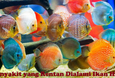 5 Penyakit yang Rentan Dialami Ikan Hias, Yuk Simak di Sini untuk Lebih Tahu!