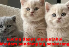 Apakah Benar Kucing dapat Mengetahui Khodam Pendamping Seseorang?