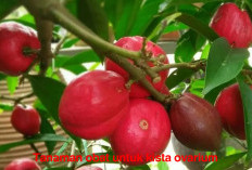 DIAKUI SECARA MEDIS! 7 Jenis Tanaman Obat untuk Penyembuhan Kista Ovarium 