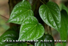 Jarang Diketahui, Ternyata Daun Sirih Bisa Mencerahkan Wajah,  Jadi Pengganti Skincare 