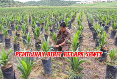 Jangan Anggap Remeh! Pemilihan Bibit Jadi Kunci Keberhasilan Berkebun Sawit