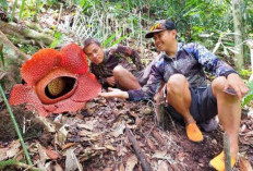 Bunga Rafflesia Mekar di Bengkulu 5 Spesies,  Apa Saja Ya? Simak di Sini Jenis Detailnya 