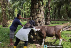 Usai Penyakit Ngorok, di Bengkulu Selatan Ternak Mati Disereng BEF, Ini Imbauan ke Pemilik Ternak 