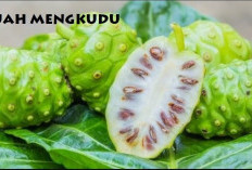 Buah Mengkudu Baik untuk Kesehatan, Benarkan Bisa Menangkal Berbagai Penyakit, Cek di Sini Jawaban Pastinya!