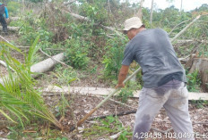 Alarm Merah Hutan Bengkulu Selatan, Ribuan Hektare HL Jadi Kebun Sawit