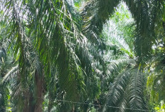 HGU Masih Menjadi Persoalan Kebun Kelapa Sawit, Ini Jumlah Perusahan Perkebunan Tanpa HGU Riau