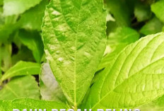 6 Khasiat Daun Pecah Beling, Salah Satunya Menyembuhkan Penyakit Tertinggi di Indonesia