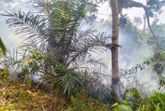 Sudah Tiga Kali Karhutla, Kemarau Berkepanjangan Ancam Puluhan Hektare Sawah