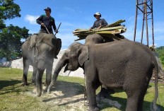 Terancam Punah! Populasi Gajah di Bengkulu Semakin Sedikit, Ini Penyebab dan Jumlahnya