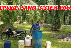 Pemupukan Sawit Sistem Kocoran Bikin   Hasil Panen Maksimal, Ini Caranya