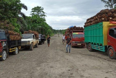 UPDATE! Harga TBS Sawit di BS Tembus Rp 2.810 per Kg, Brondol Segar Tembus Rp 3.380 per Kg