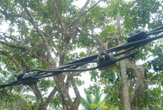 15 Tahun Tanpa Tiang Jaringan Listrik, Warga Air Batang Hidup di Bawah Ancaman Kabel Berbahaya