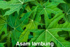 Punya Penyakit Asam Lambung, 6 Daun Ini  Ampuh Mengatasinya, Mungkin Ada di Sekitarmu!