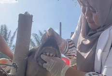 Seluruh Hewan Kurban di Bengkulu Selatan Diperiksa Dokter, Ini Hasilnya