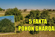 5 Fakta Pohon Gharqad Israel, Disebut   Sebagai Pelindung Yahudi Jelang Kiamat 