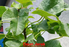 Tanaman ini Secara Turun-Temurun Sebagai Obat Beberapa Penyakit, dari Akar, Batang, Daun hingga Buah