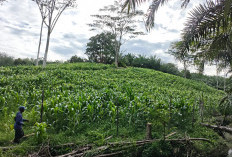 Program Ketahanan Pangan Air Batang Diklaim Untung, Seperti Ini Faktanya 