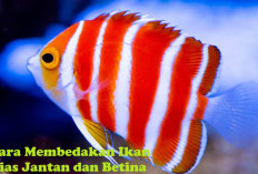 Masih bingung Bedakan Ikan Hias Jantan dan Betina, Intip Caranya di Sini!