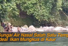 Sungai Air Nasal Salah Satu Tempat Ideal Ikan Mungkus di Kaur