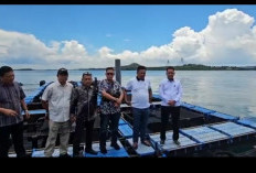 Benarkah Kaur Akan Miliki Budidaya Pembesaran Lobster? Berikut Penjelasan Akuratnya! 