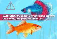 WASPADA! Ini Jenis Penyakit yang diderita Ikan Hias, Ada yang Menular Loh