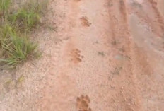 Hati-Hati! Petani Temukan Jejak Harimau Sumatera di Pondok Pusaka