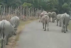 Di Eks Kaur Utara, Ternak Liar Membingungkan Warga 