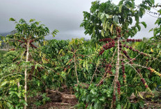 Harga Turun, 2026 Hasil Produksi Kopi Petani Suka Jaya Diprediksi Meningkat 