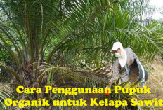 Jangan Salah! Begini Cara Penggunaan Pupuk Organik untuk Kelapa Sawit