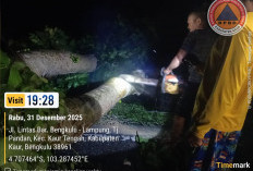 Cuaca Ekstrem, Malam Pergantian Tahun Diwarnai Pohon Tumbang Hingga Longsor  