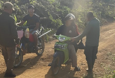 Koalisi Bentang Seblat Desak BKSDA Cabut MOU Jalan Perambah Habitat Gajah