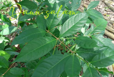 Ada Kekuatan Gaib Daun Salam di Luar Perkiraan! Selain Menyehatkan Ini Dampaknya