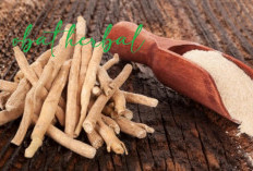 Ashwagandha Obat Herbal Populer dari India, Ada 5 Fungsi Bagus Untuk Dikonsumsi