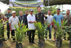 Sejuta Bibit Sawit Gratis Mulai Disalurkan,  Bupati: Awal Meningkatkan Perekonomian Masyarakat 