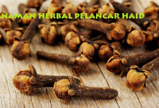 7 Tanaman Herbal Ini Solusi Alami Pelancar Haid! Jenisnya Familiar di Kehidupan Masyarakat 