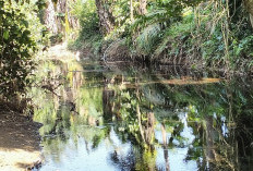 Soal Sungai Perumbaian Busuk dan Menghitam, Kades : Apa Namanya Kalau Bukan Tercemar?