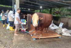 Tiga Sapi Raksasa Berat Lebih Satu Ton di Bengkulu Selatan, Masuk Kandidat Kurban Presiden 