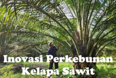 Inovasi Perkebunan Kelapa Sawit, Cukup dengan Sederhana untuk Hasil Melimpah