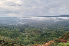 BKSDA Bengkulu akan Lakukan Pendataan Populasi Satwa Liar di Kaur,  Jenis Hewan Ini yang Difokuskan