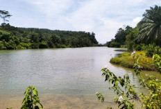 Informasi Dugaan Buaya di Sungai Sambat, BKSDA Akan Turun ke Lokasi 