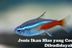 Ini Dia 10 Jenis Ikan Hias yang Cocok dan Mudah dibudidayakan, Cek Jenis-jenisnya di Sini!