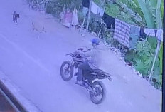 Musang Ranmor di Kaur Beraksi di 2 TKP, Satu Terekam CCTV