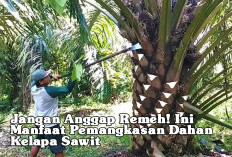 Jangan Anggap Remeh! Ini Manfaat Pemangkasan Dahan Kelapa Sawit