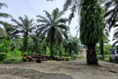 Harga Sawit Rp 800 per Kg, Petani Pilih Biarkan Buah Membusuk, RAM Mulai Tutup