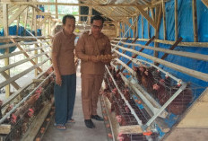 Produksi Telur Laris, BUMDes Batu Lungun Tambah 150 Ayam Petelur