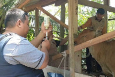 Stok Vaksin SE Kosong, 500 Ternak Terenfeksi, DP Kaur Upayakan Alternatif Pencegahan