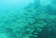 Dinas Perikanan Akan Cek Kondisi Ekosistem dan Biota Laut Linau