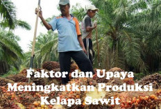 Adakah Faktor dan Upaya Meningkatkan Produksi Kelapa Sawit, Simak di Sini