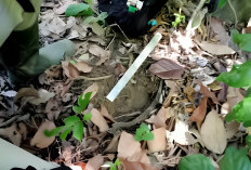 Harimau Sumatera Berkeliaran di Perkebunan Pondok Pusaka, Berikut Fakta Terbarunya!